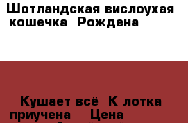 Шотландская вислоухая кошечка. Рождена 3 .06.2017 .Кушает всё. К лотка приучена. › Цена ­ 1 000 - Алтайский край Животные и растения » Кошки   